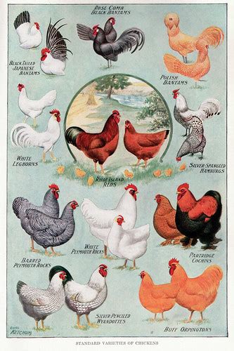 chickens   illustration    home  scho flickr
