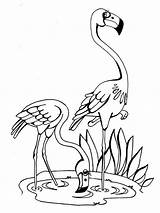 Coloring Pages Flamingo Flamingos Print Color Kids Birds Recommended sketch template