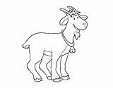 Farm Goat Coloring Coloringcrew Goats Pages sketch template