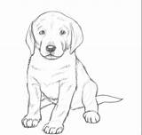 Puppies Retriever Coloring Cachorro sketch template