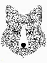 Fox Coloring Arctic Pages Beutiful Head Print Divyajanani sketch template