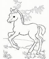 Horse Coloring Pages Baby Printable Cute Color Spirit Kids Drawing Lego Disney Print Pretty Friends Stallion Detailed Horses Getdrawings Cimarron sketch template