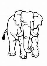 Elefante Elefantes Africano sketch template