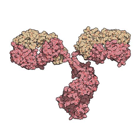 antibody molecule photograph  molekuulscience photo library pixels