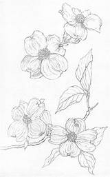 Dogwood Flower Drawing Tree Paintingvalley sketch template