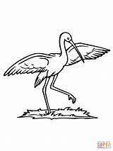 Stork Coloring Pages Storks Clipart Dance Printable Kids sketch template