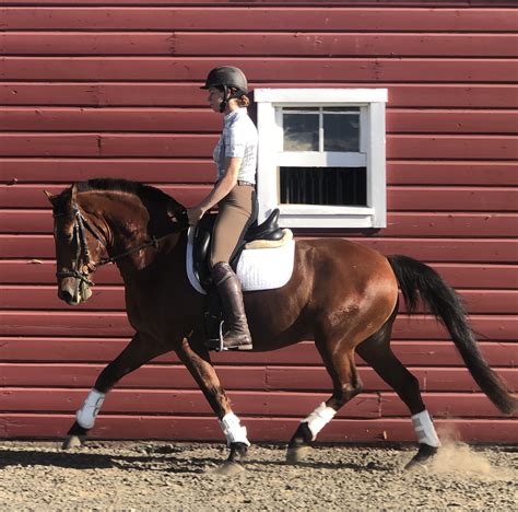 dressage horses warmblood sales