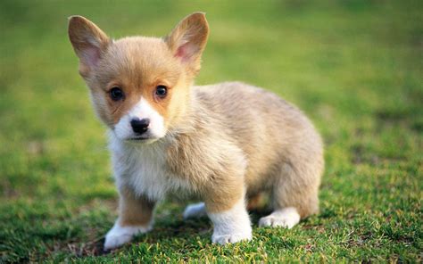 beautiful  cute puppies pictures