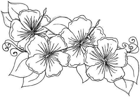 hawaiian flower coloring page educative printable