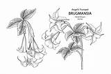 Brugmansia Trumpet Elementos Trompeta Dibujos Vecteezy sketch template