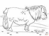 Ausdrucken Ausmalbilder Pferde Malvorlagen Kostenlos Pferdeausmalbilder Shetland sketch template