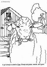 Coloring Ewe Large Sheep Edupics Pages sketch template