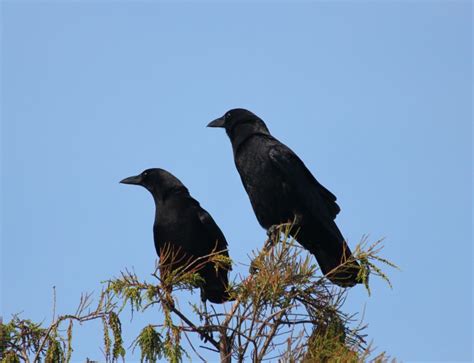 crows ravens   window