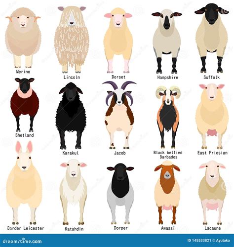 sheep breeds chart