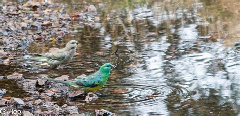 pair  red rumped parrots   water hole parrots birds water red animals gripe water