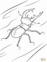Malvorlagen Stag Käfer Insekten Insects Beetles sketch template