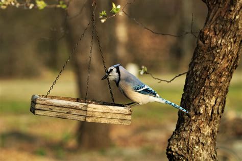 blue jay  bird feeder  stock photo public domain pictures