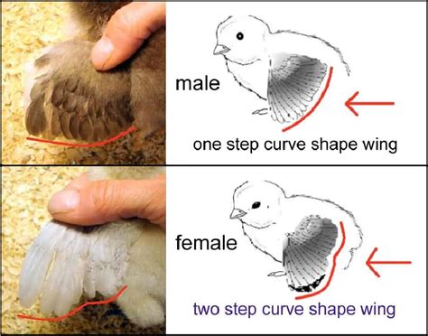 how to sex chickens 6 ways to determine hen or rooster