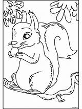Scoiattolo Kleurplaten Eekhoorn Dieren Eichhörnchen Titel Folks sketch template