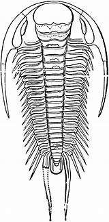 Trilobite Clipart Cliparts Etc Library Clip Large Clipground Sketch sketch template