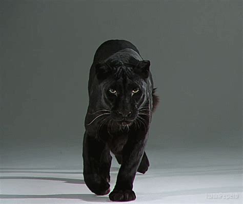Black Panther Feline  Wiffle