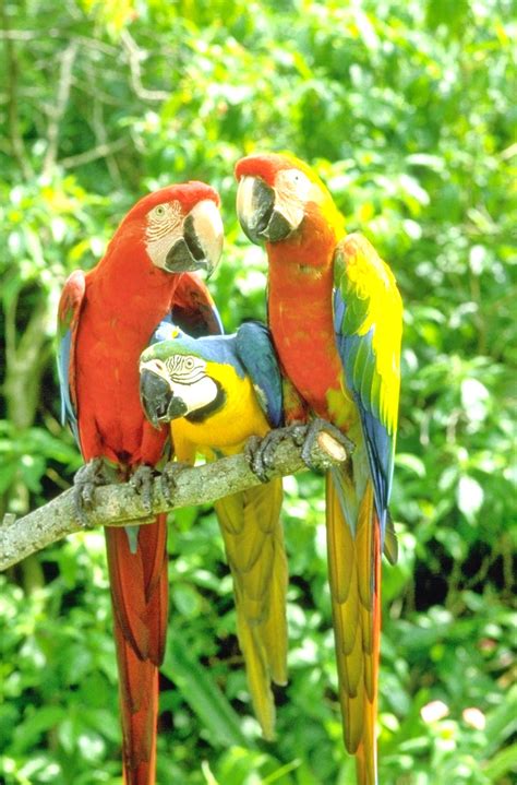 parrot jungle island  great attractions  miami