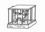 Cage Tiger Coloring Large Designlooter Edupics sketch template