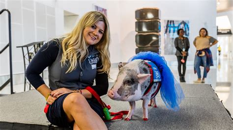 unusual therapy animals lighten  mood   airports