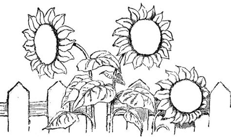 printable sunflower coloring pages yuk sebar