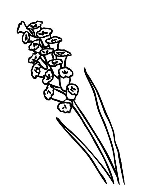 lavender flowers coloring pages coloring cool