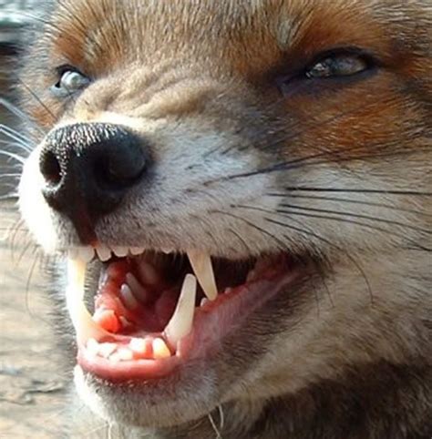 fox teeth  knicker misadventures pinterest
