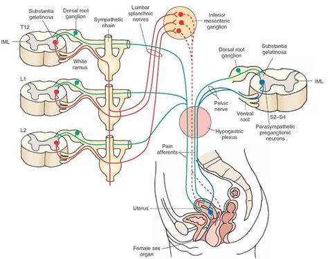 The Autonomic Nervous System Integrative Systems Part 4