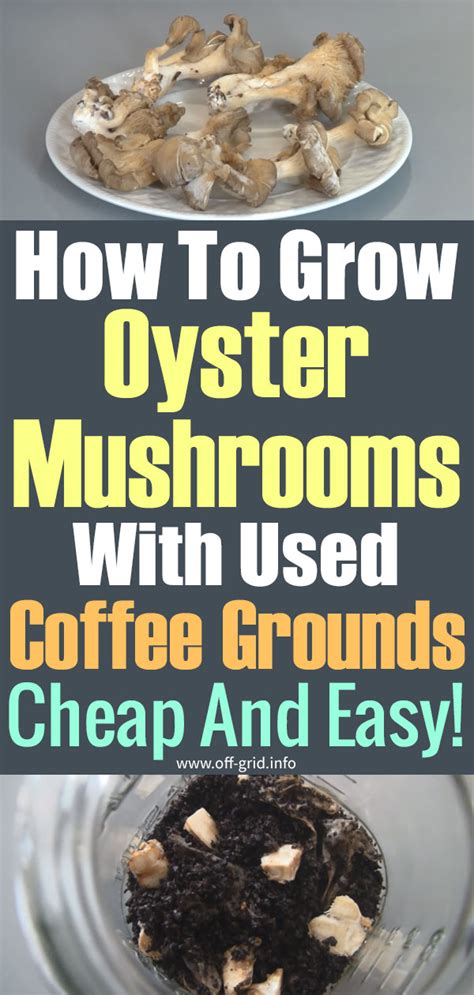 grow oyster mushrooms   coffee grounds cheap  easy