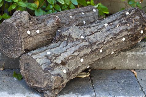 shiitake mushroom logs freestylefarm