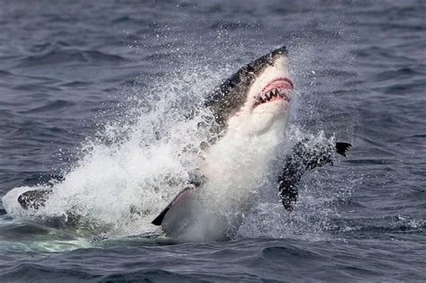 In Pictures Seals Remarkable Escape From Great White Shark Daily Record