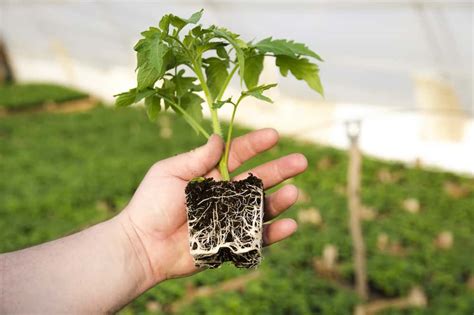 plant roots grow faster top tips rural living today