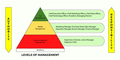 solved middle management   organizational structure includes