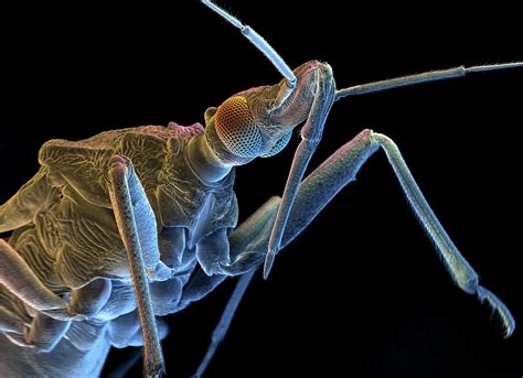 meet the planet s vampire bugs which spend every waking