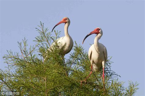 crested ibis population      cgtn