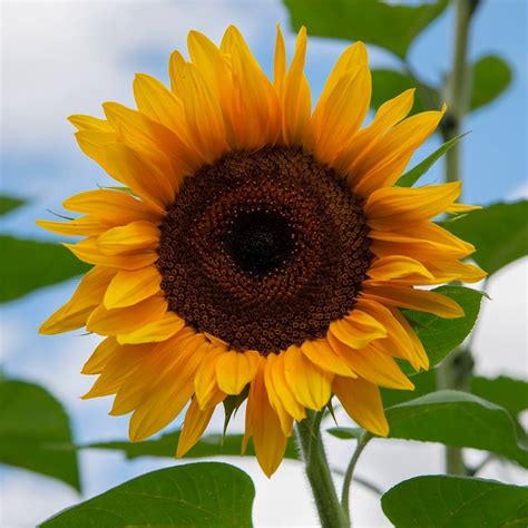 sunflower giant russian seeds  seed collection