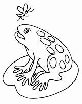 Coloring Pages Getdrawings Lilypads Frogs Lily sketch template
