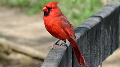 talkworthy cardinals   angels