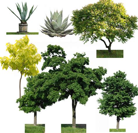 Planos De Arboles En Fotografías Para Renders Arboles Y Plantas En