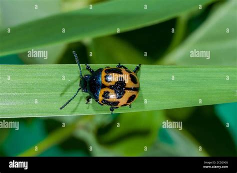 vadnais heights minnesota swamp milkweed leaf beetle labidomera