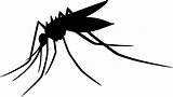 Mosquito Nyamuk Mosquitoes Aedes Silhouette Serangga Pngwing Webstockreview W7 Kartun Clipground Pngitem Clipartkey sketch template
