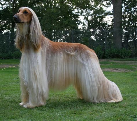 afghan hound dog reviews real reviews  real people