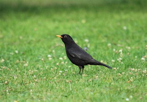 common blackbird  photo  flickriver