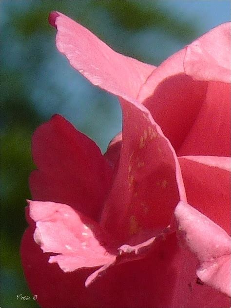 petale en rose plant nature  yflash photoblog