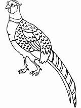Pheasant Burung Merak Animal Menggambar Mewarna Mewarnai Designlooter Cushions Cepat sketch template