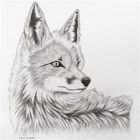 fox realism pencil sketch  nostalga  deviantart